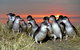 BIG4 Phillip Island Caravan Park - thumb 4