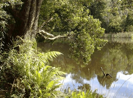 Weldborough TAS Hervey Bay Accommodation