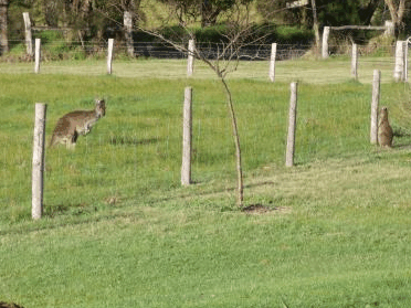 Woody Grange Chalets - Hervey Bay Accommodation 2