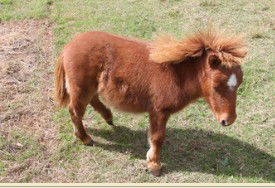 Adriana's Bed & Breakfast Country Retreat - Tourism Hervey Bay 2