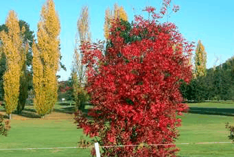 Tenterfield Golf Club Fairways Lodge - Hervey Bay Accommodation 2