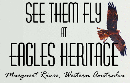Eagles Heritage Raptor Wildlife Centre - Hervey Bay Accommodation 0