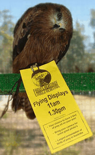 Eagles Heritage Raptor Wildlife Centre - Hervey Bay Accommodation 1