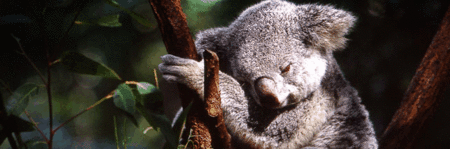 Koala and River Cruise by Mirimar Cruises - Hervey Bay Accommodation