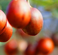 Tropical Fruit World - Hervey Bay Accommodation