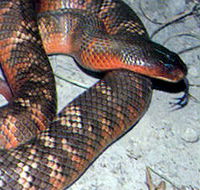 Armadale Reptile  Wildlife Centre - Hervey Bay Accommodation