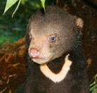 Perth Zoo - Hervey Bay Accommodation