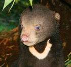 Perth Zoo - Tourism Hervey Bay 0