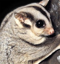 Perth Zoo - Tourism Hervey Bay 3