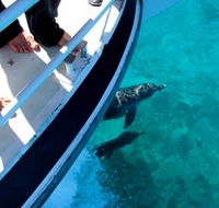Pelican Charters - Hervey Bay Accommodation
