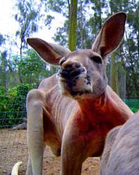 Birdland Animal Park - Tourism Hervey Bay 3