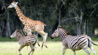 Mogo Zoo - Tourism Hervey Bay 2