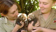 Mogo Zoo - Tourism Hervey Bay 3