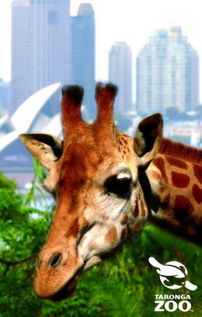 Taronga Zoo - Tourism Hervey Bay 3