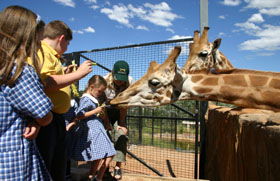 National Zoo & Aquarium - Hervey Bay Accommodation 2