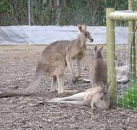 Jirrahlinga Koala  Wildlife Sanctuary - Hervey Bay Accommodation