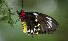 Melbourne Zoo - Hervey Bay Accommodation 2