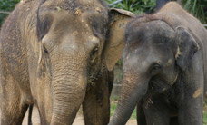 Melbourne Zoo - Hervey Bay Accommodation 3