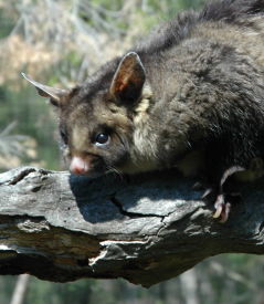 Moonlit Sanctuary Wildlife Conservation Park - Hervey Bay Accommodation 0