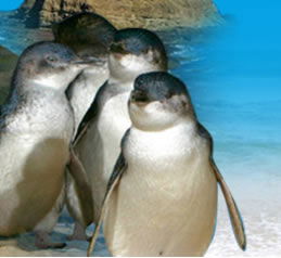 Phillip Island Penguin Parade - Hervey Bay Accommodation 0