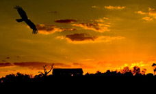Werribee Open Range Zoo - Hervey Bay Accommodation 1