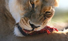 Werribee Open Range Zoo - Hervey Bay Accommodation 2