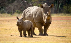 Werribee Open Range Zoo - Hervey Bay Accommodation 3