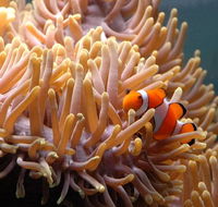 Reef HQ Great Barrier Reef Aquarium - Hervey Bay Accommodation