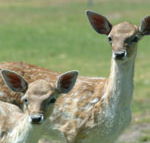Marapana Wildlife Park - Hervey Bay Accommodation