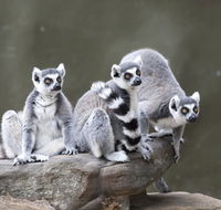 Adelaide Zoo - Hervey Bay Accommodation