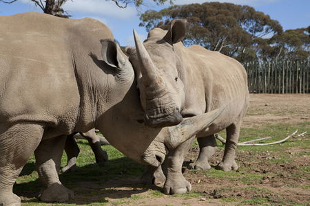Monarto Zoo - Hervey Bay Accommodation 0