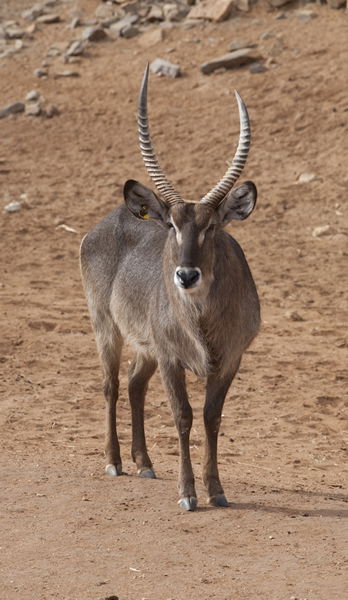 Monarto Zoo - Hervey Bay Accommodation 1