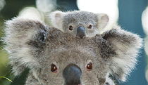 Settlement City ACT Hervey Bay Accommodation