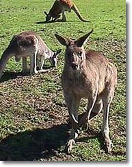 OZe Wildlife - Hervey Bay Accommodation 1