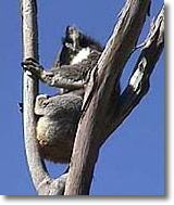 OZe Wildlife - Hervey Bay Accommodation 2