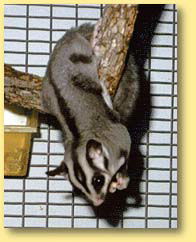OZe Wildlife - Hervey Bay Accommodation 3