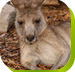 Calmsley Hill City Farm - Hervey Bay Accommodation