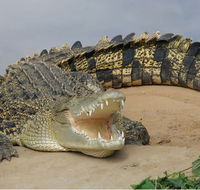 Dundee's Wildlife Park - Hervey Bay Accommodation