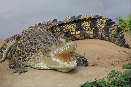 Dundee's Wildlife Park - Hervey Bay Accommodation 0