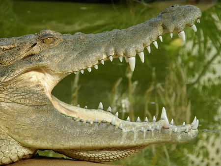 Dundee's Wildlife Park - Hervey Bay Accommodation 1
