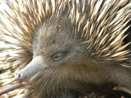 Dundee's Wildlife Park - Hervey Bay Accommodation 3