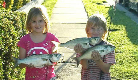 Swan Boat Hire - Hervey Bay Accommodation 3