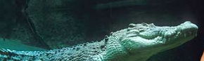 Territory Wildlife Park - Hervey Bay Accommodation 3