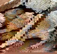 Alice Springs Reptile Centre - Hervey Bay Accommodation