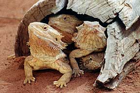 Alice Springs Reptile Centre - Tourism Hervey Bay 0