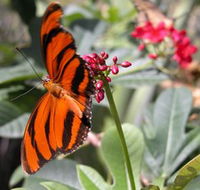Butterfly Farm - Hervey Bay Accommodation