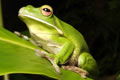 The Rainforest Habitat - Hervey Bay Accommodation 0