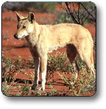 Uluru - Kata Tjuta National Park - Hervey Bay Accommodation 3