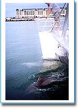 Temptation Sailing - Hervey Bay Accommodation 1