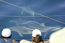 Temptation Sailing - Hervey Bay Accommodation 2